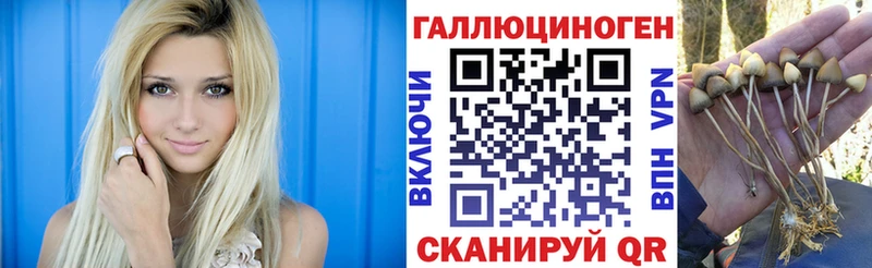 Галлюциногенные грибы Psilocybine cubensis  Губкинский 