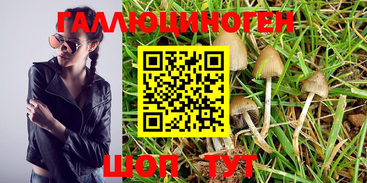 Псилоцибиновые грибы Psilocybe Губкинский